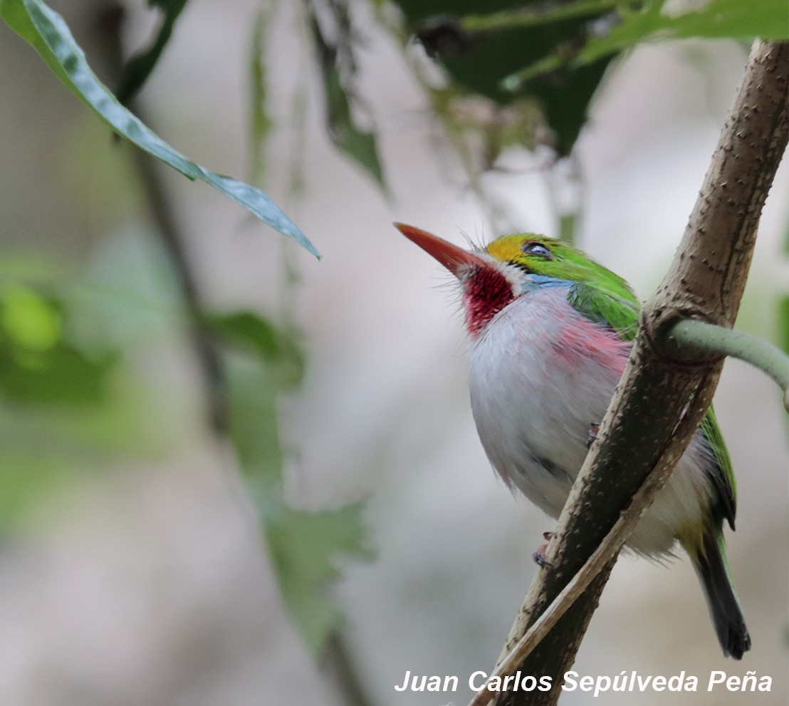 Cuban Tody - ML56028051