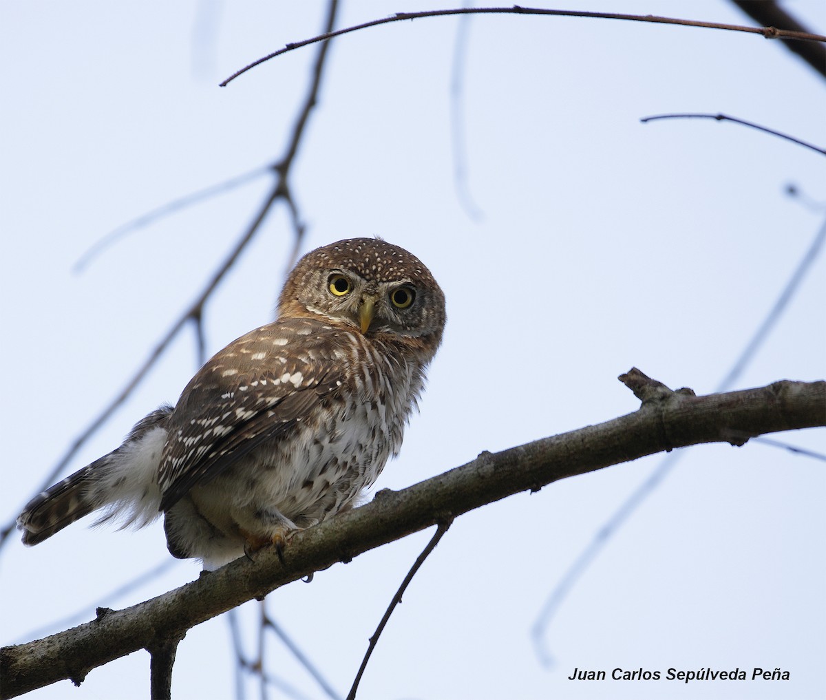 Cuban Pygmy-Owl - ML56028191