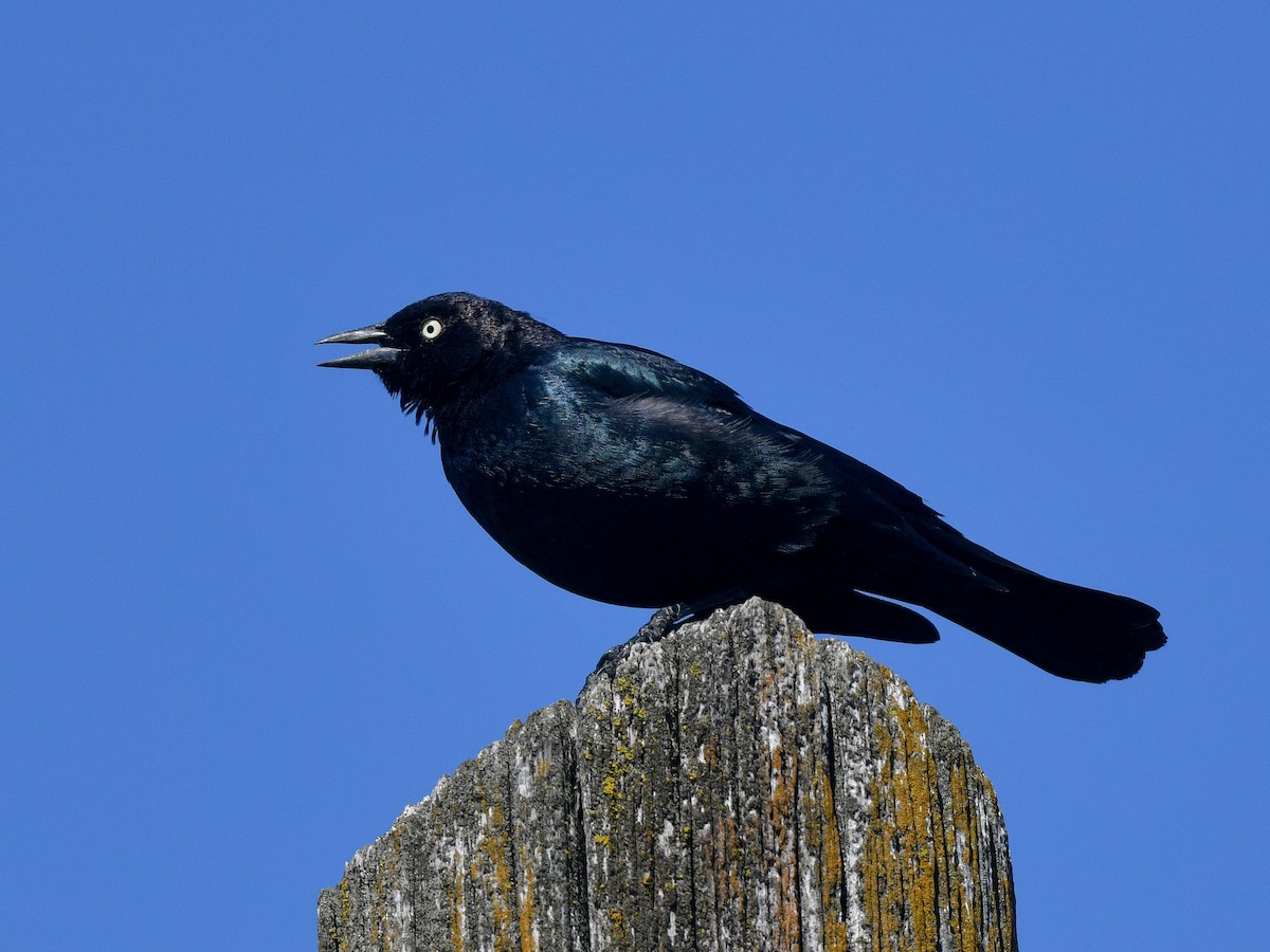 Brewer's Blackbird - ML560282101