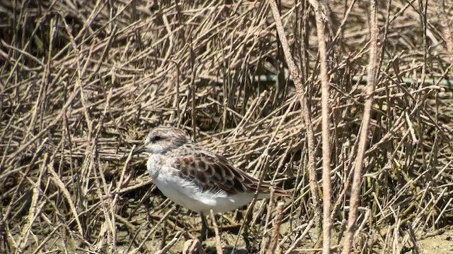 Zwergstrandläufer - ML560282131