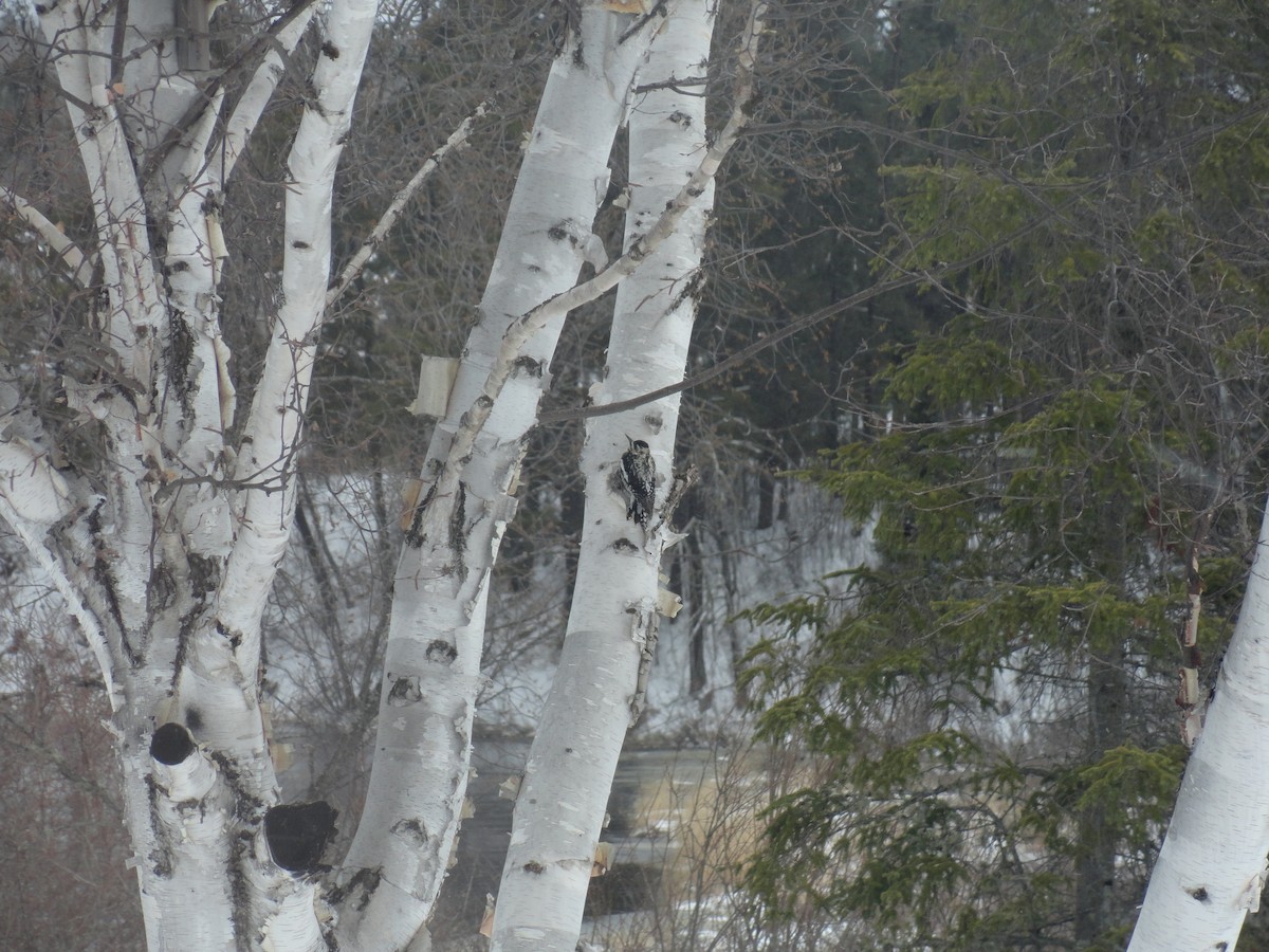 Yellow-bellied Sapsucker - ML56028291