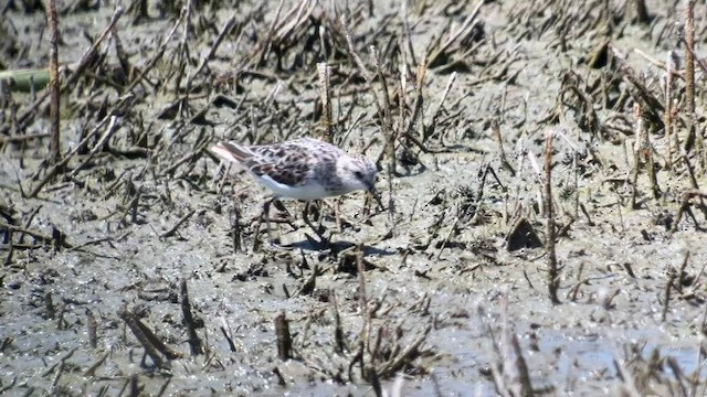 Little Stint - ML560283601