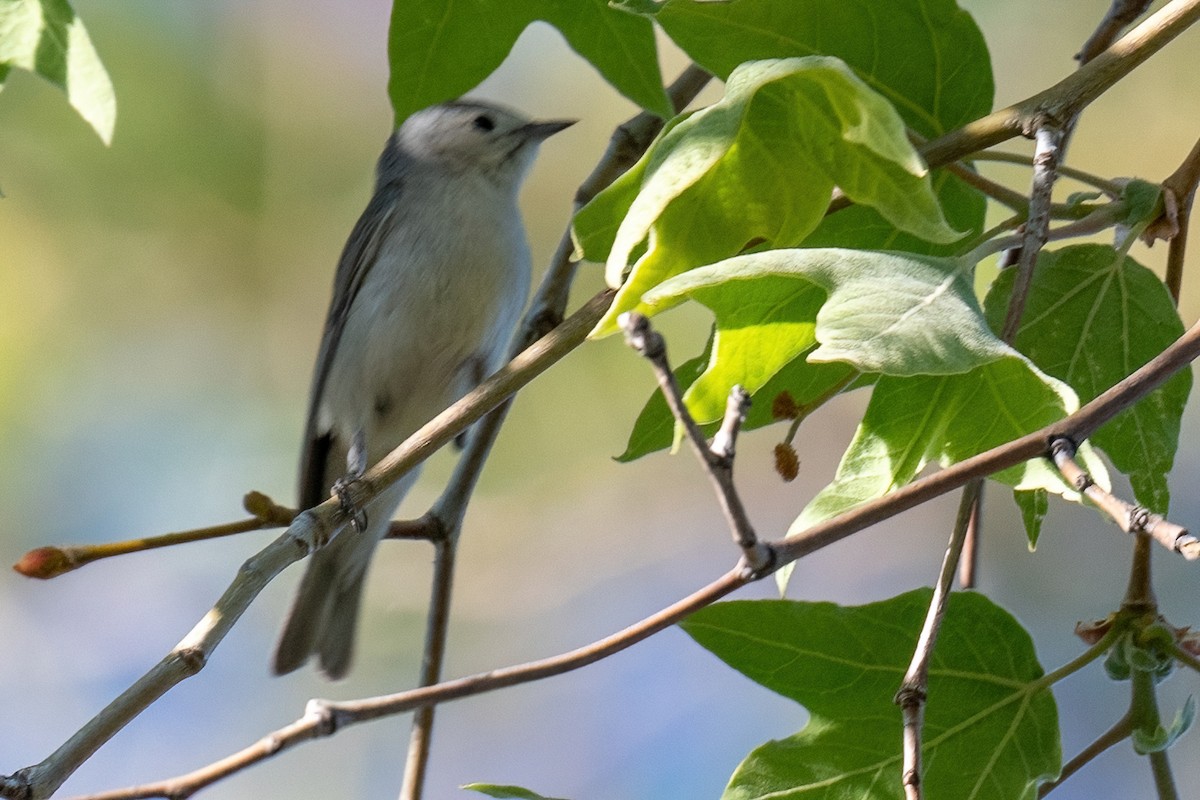 Lucy's Warbler - ML560284081