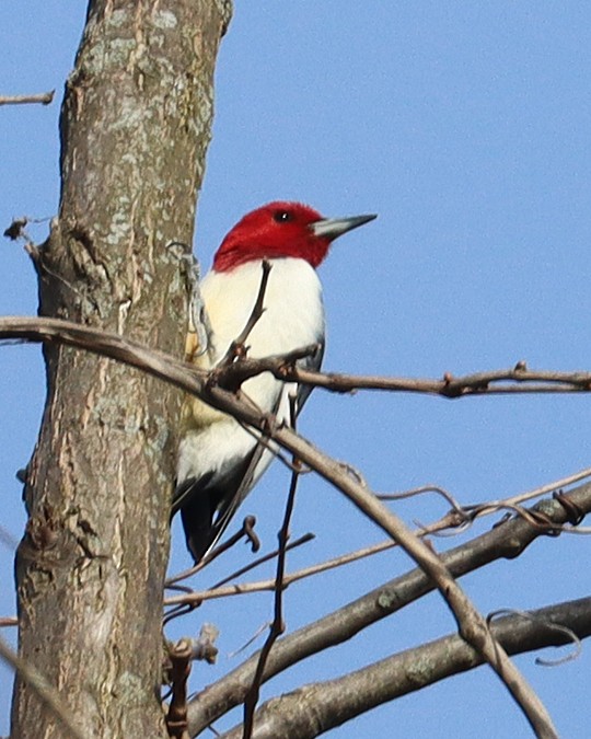 Red-headed Woodpecker - ML560286261