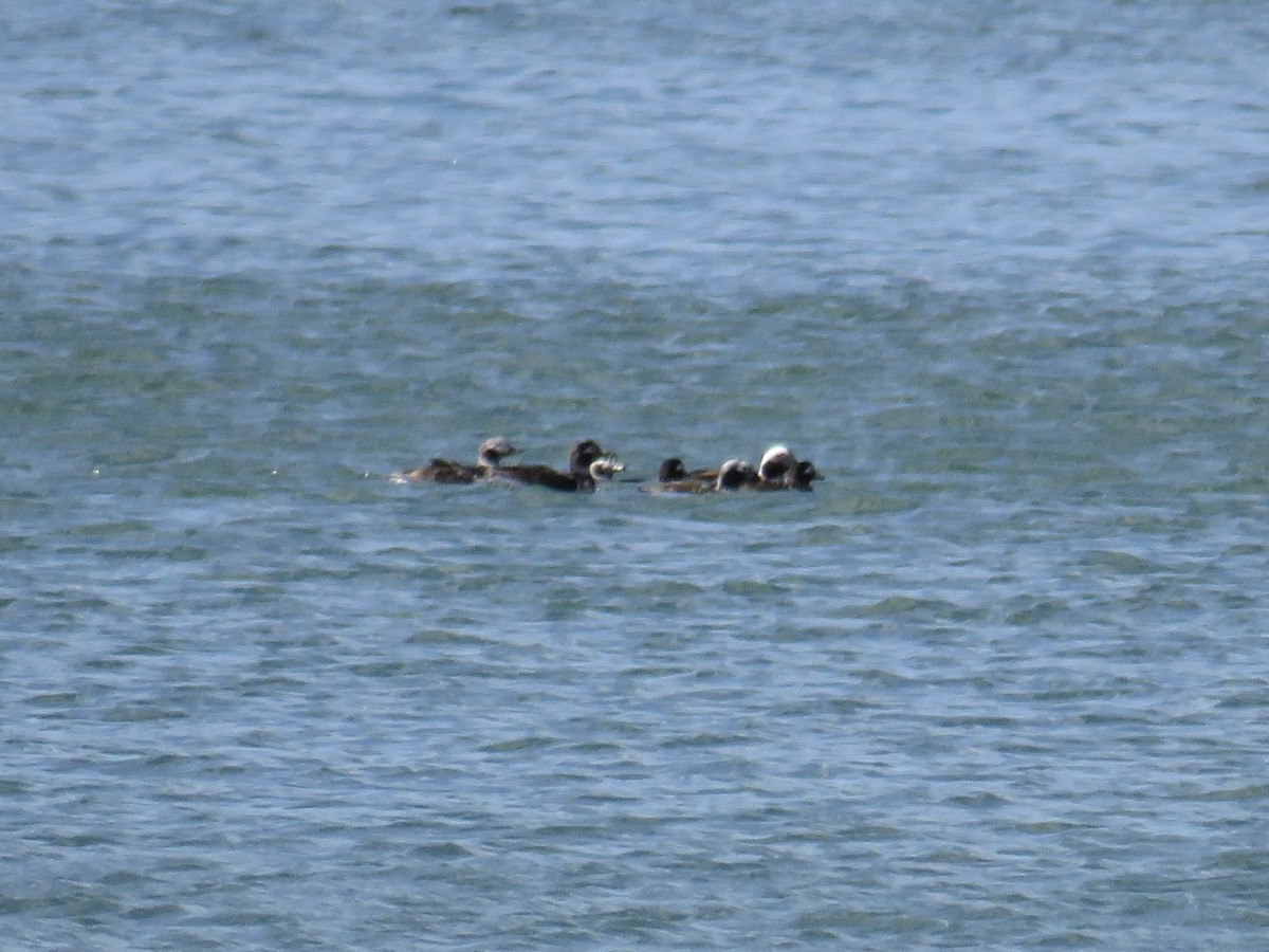 Long-tailed Duck - ML560286571