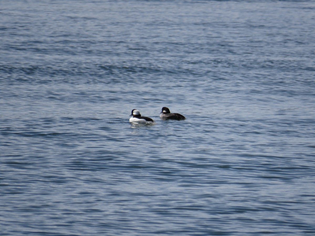 Bufflehead - ML560286611