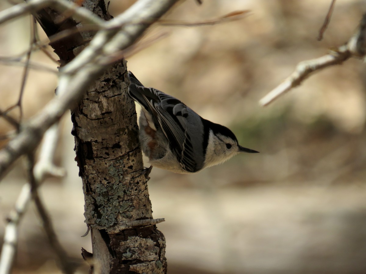 White-breasted Nuthatch - ML560286781
