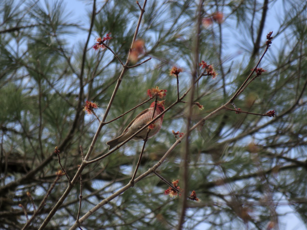 Purple Finch - ML560286841