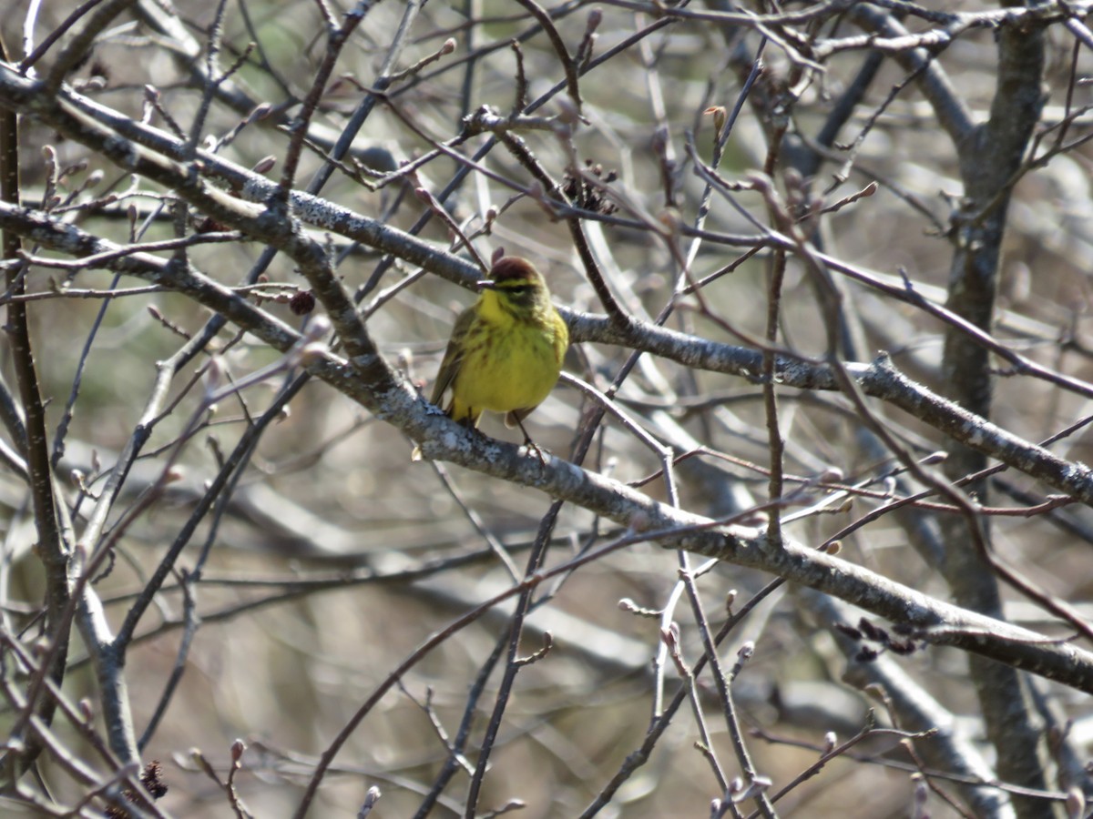 Palm Warbler - ML560286951