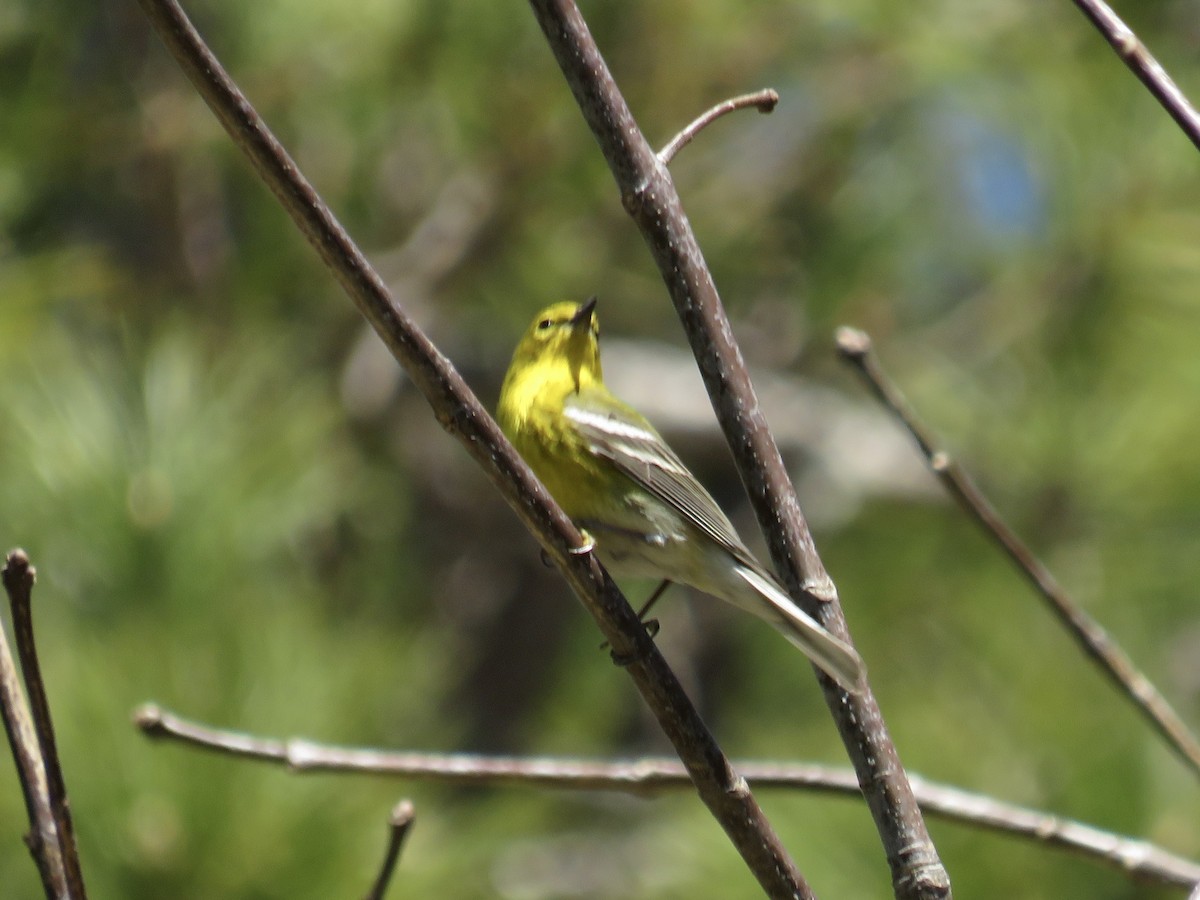 Pine Warbler - ML560286961