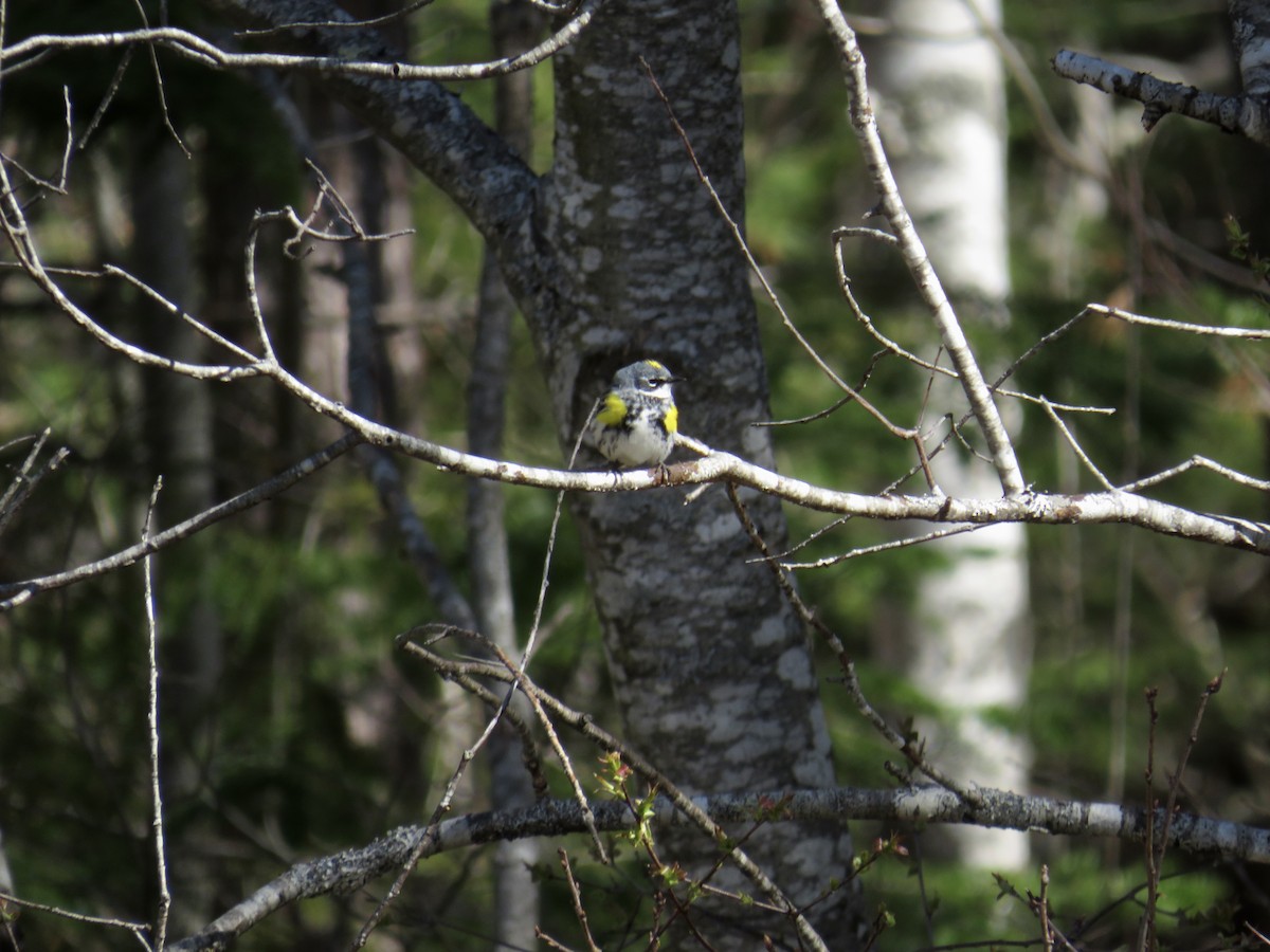 Yellow-rumped Warbler - ML560287081