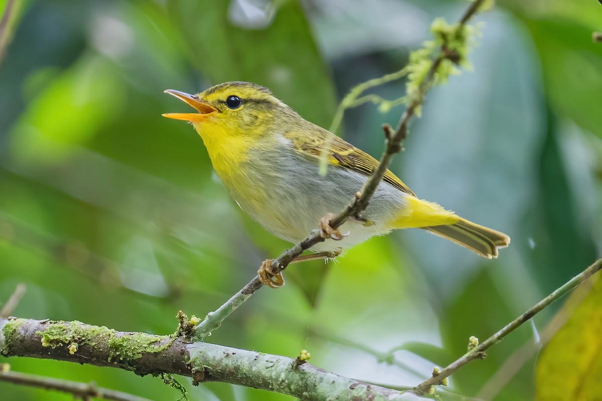 Yellow-vented Warbler - ML560288591