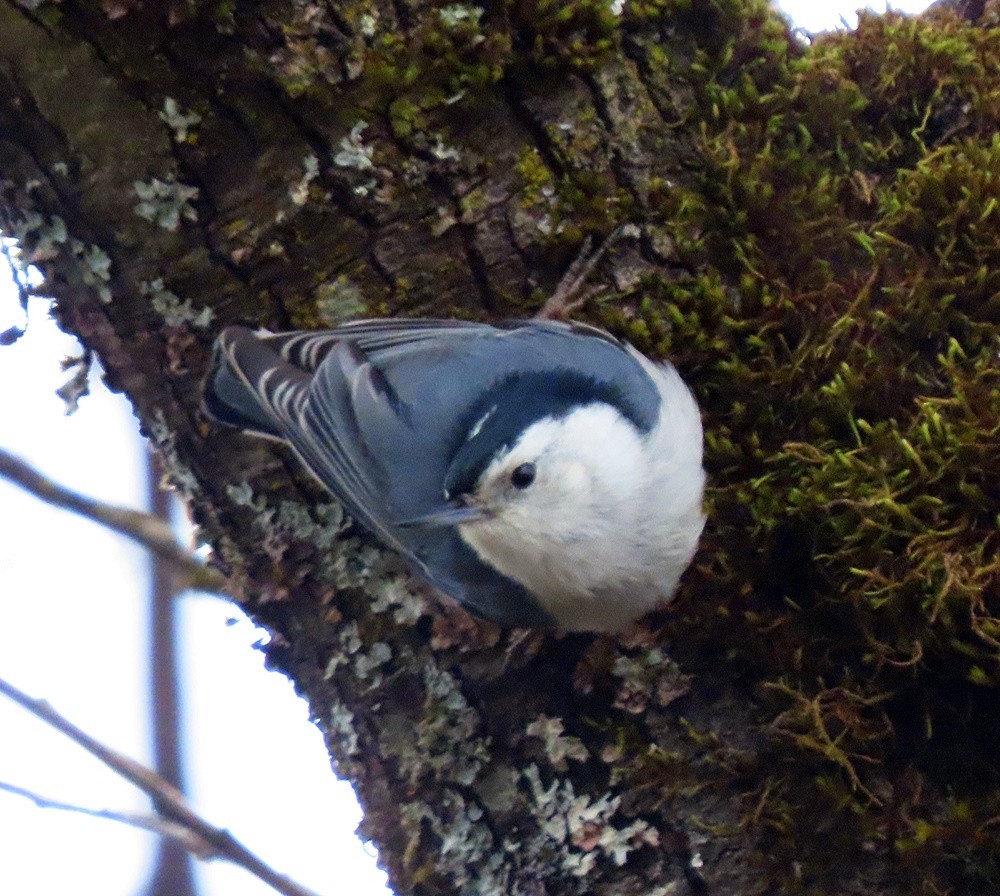 White-breasted Nuthatch - ML560288861