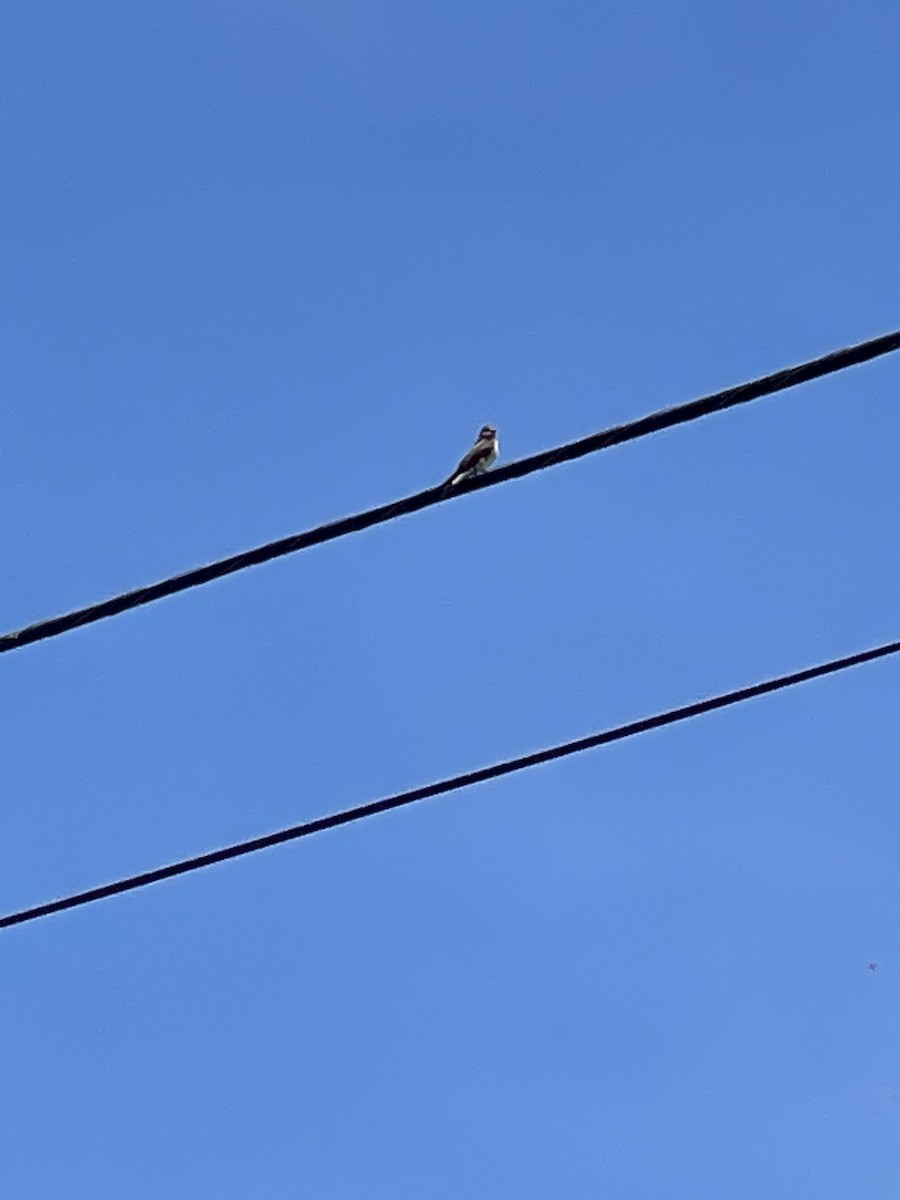 Golondrina Aserrada - ML560290391