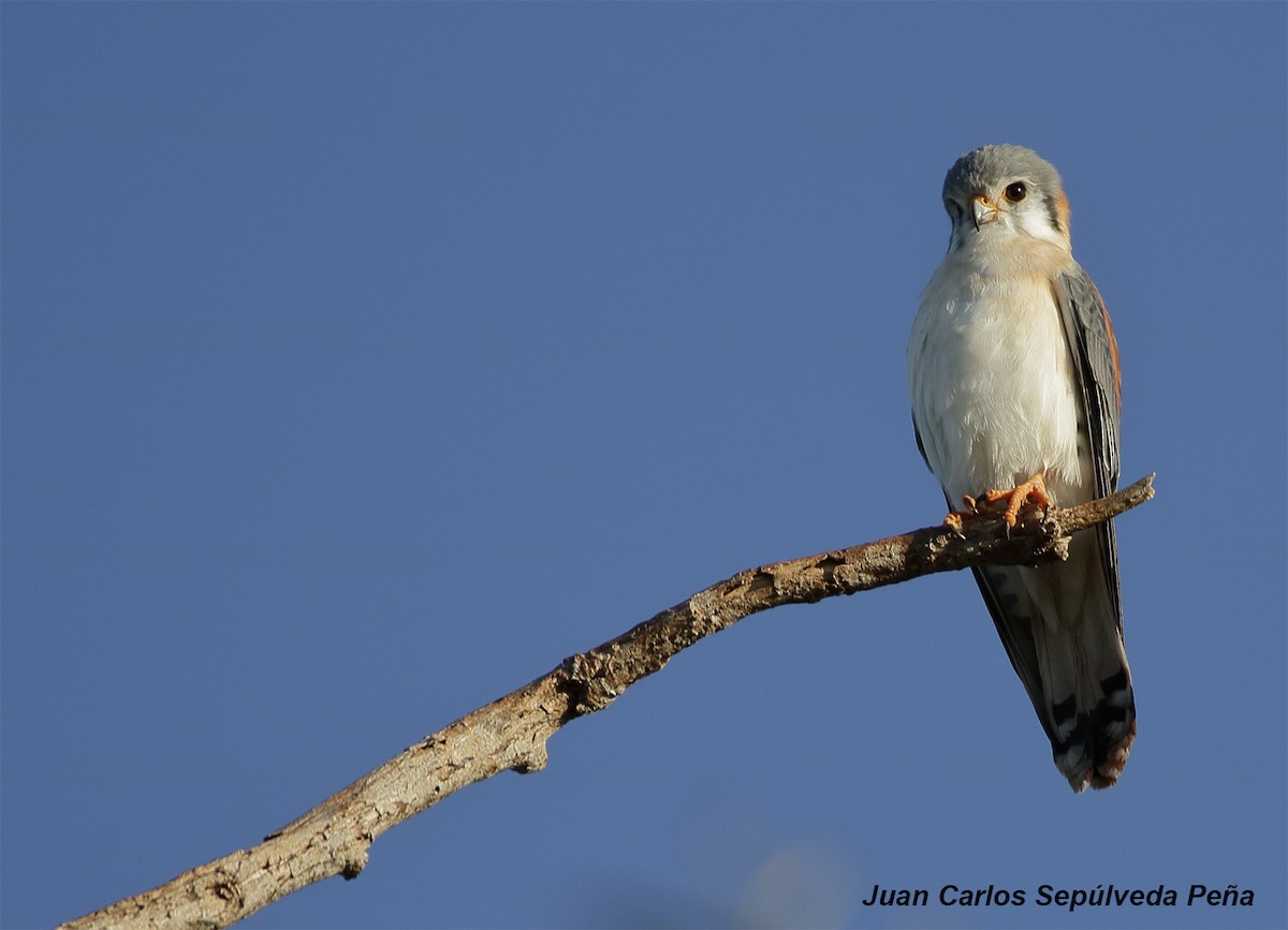 American Kestrel - ML56029101