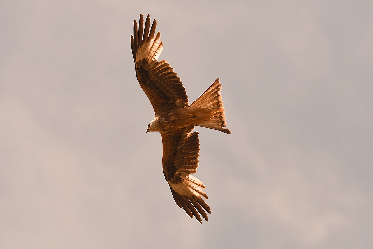 Red Kite - Juan José  Bazan Hiraldo