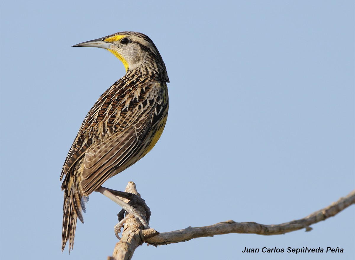 Eastern Meadowlark - ML56029141