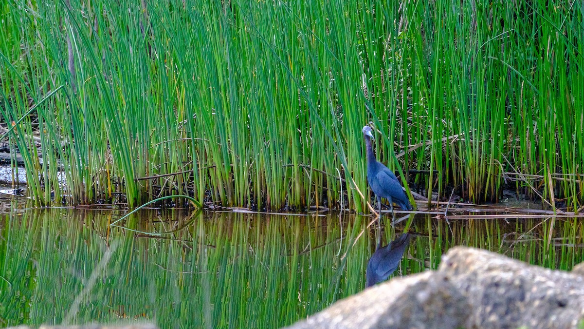 Little Blue Heron - David Bates