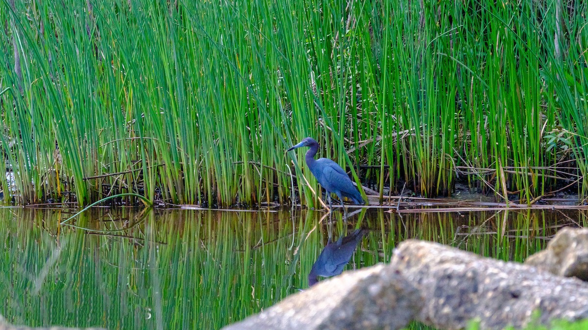 Little Blue Heron - ML560291581