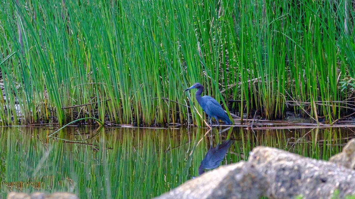 Little Blue Heron - ML560291591