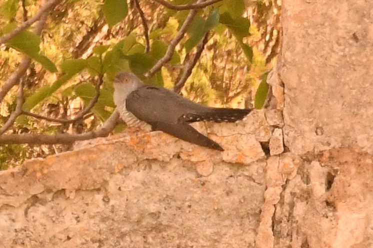 Common Cuckoo - ML560291681