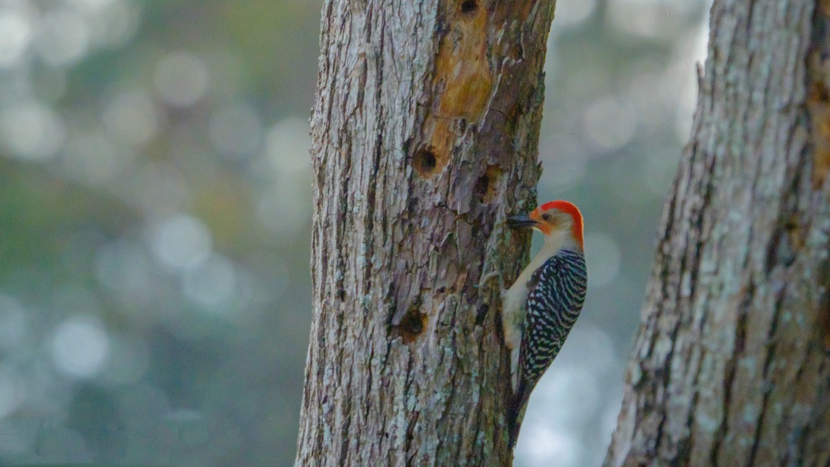 Red-bellied Woodpecker - ML560291891