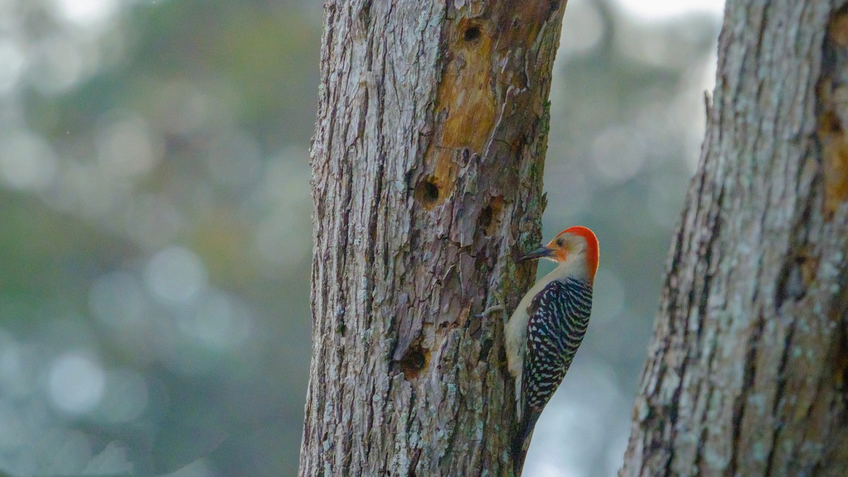 Red-bellied Woodpecker - ML560291901