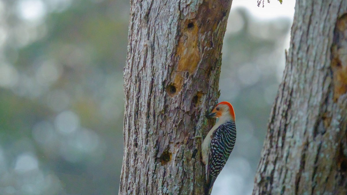 Red-bellied Woodpecker - ML560291911