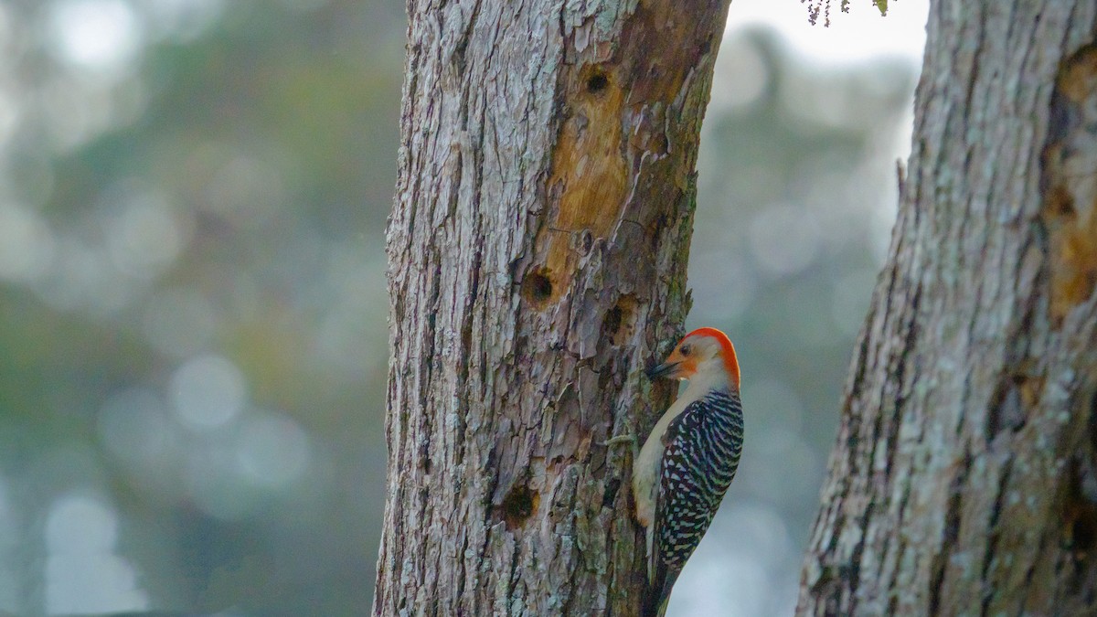 Red-bellied Woodpecker - David Bates