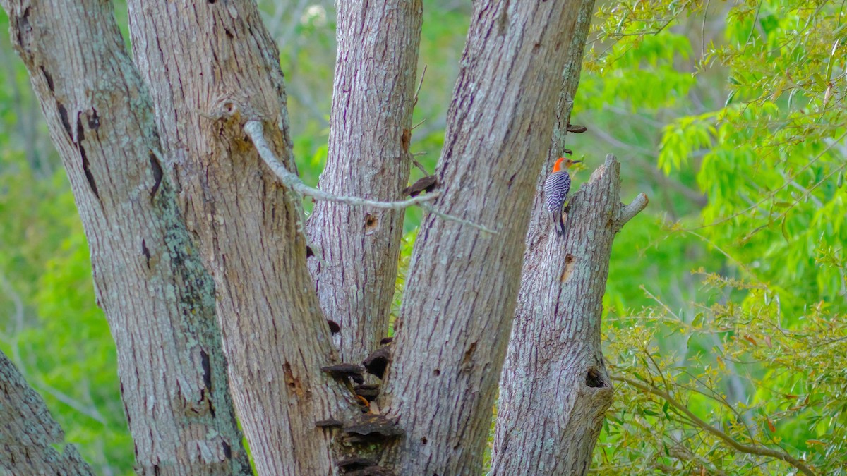 Red-bellied Woodpecker - ML560291931