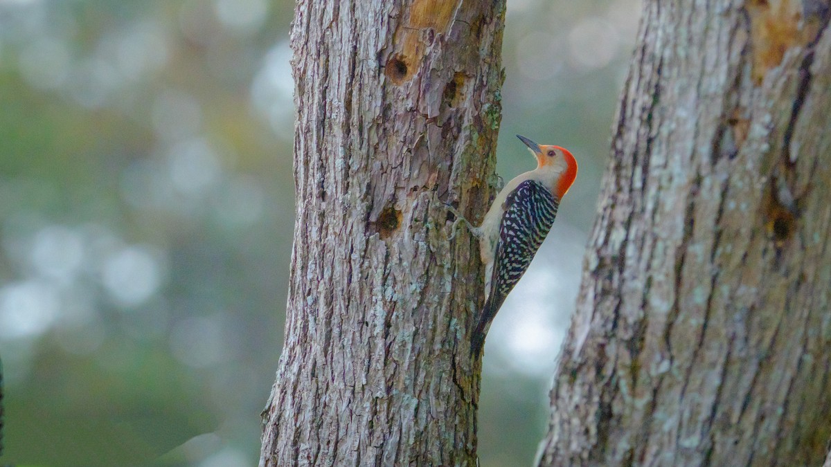 Red-bellied Woodpecker - ML560291941