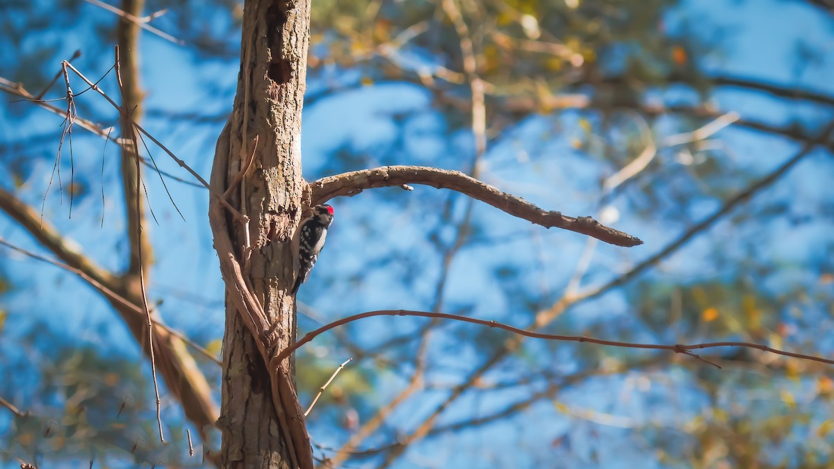 Downy Woodpecker - ML560292091