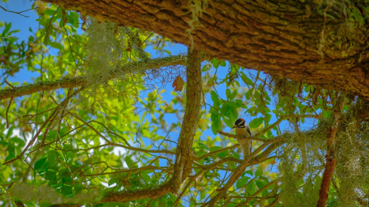 Downy Woodpecker - ML560292101