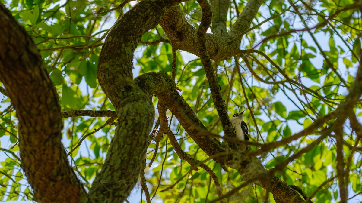 Downy Woodpecker - ML560292111