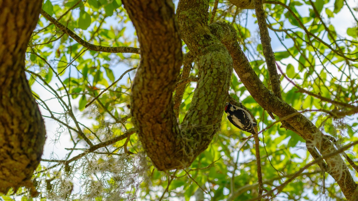 Downy Woodpecker - David Bates