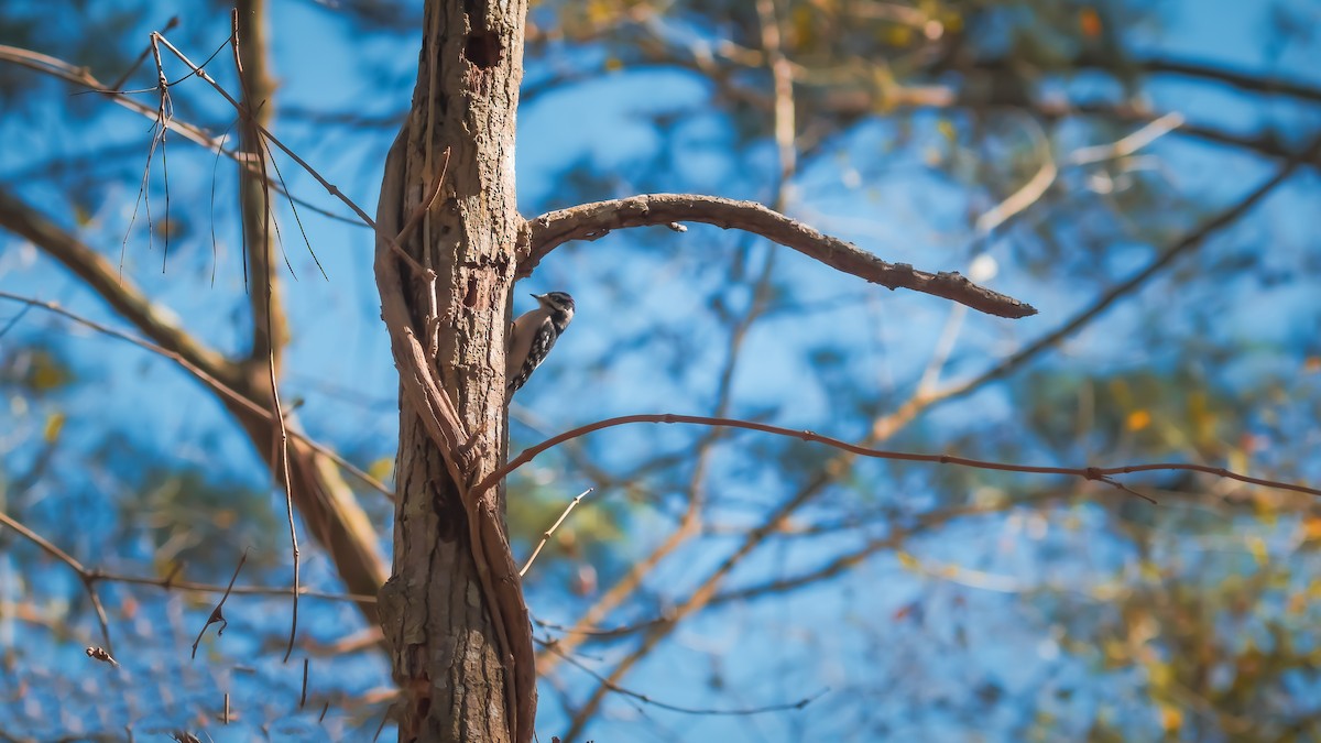 Downy Woodpecker - ML560292131