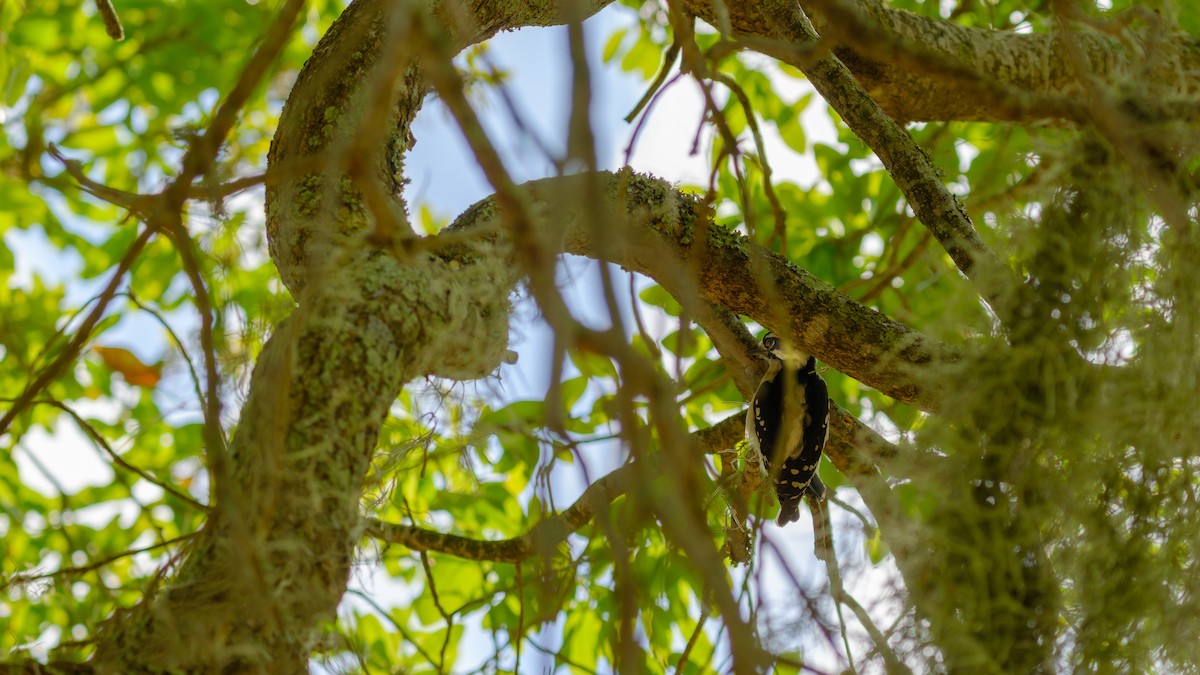 Downy Woodpecker - ML560292141