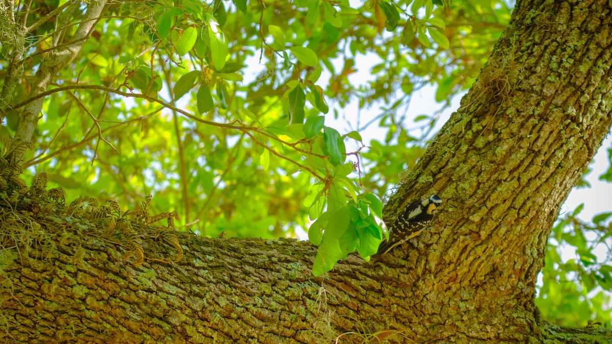 Downy Woodpecker - ML560292151