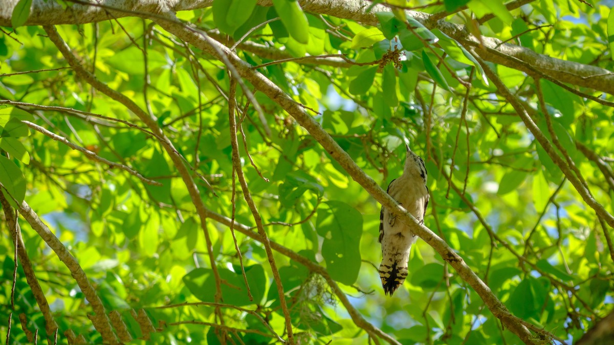 Downy Woodpecker - ML560292161