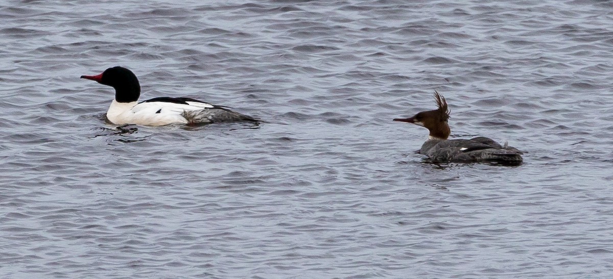 Common Merganser - Richard Donaldson