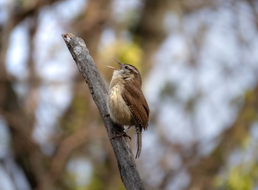 Carolina Wren - ML560293211