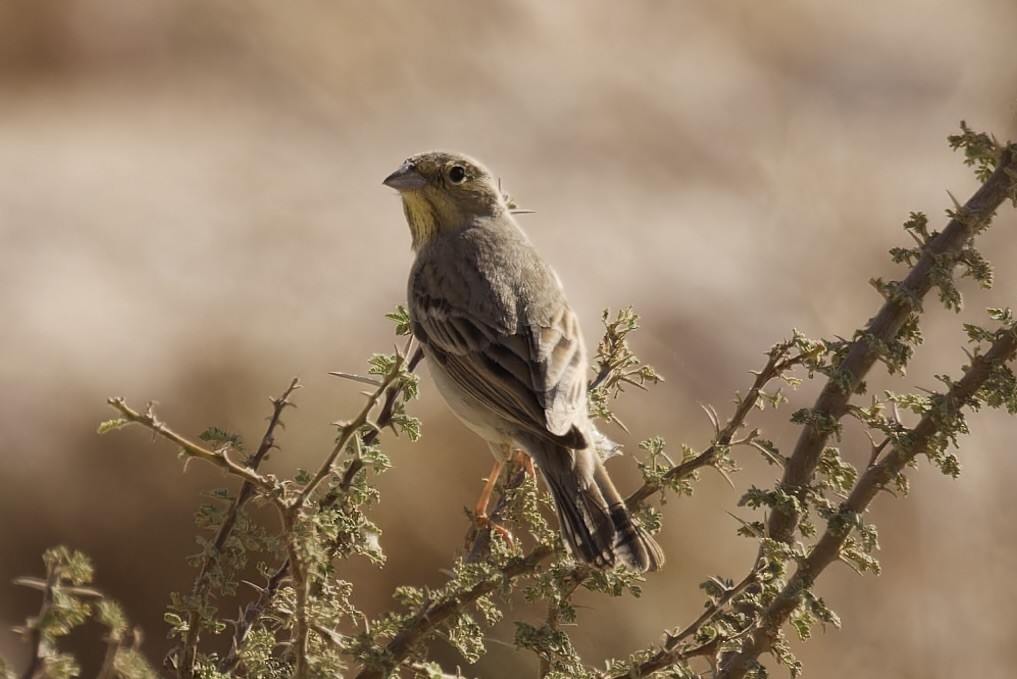 Cinereous Bunting - Ted Burkett