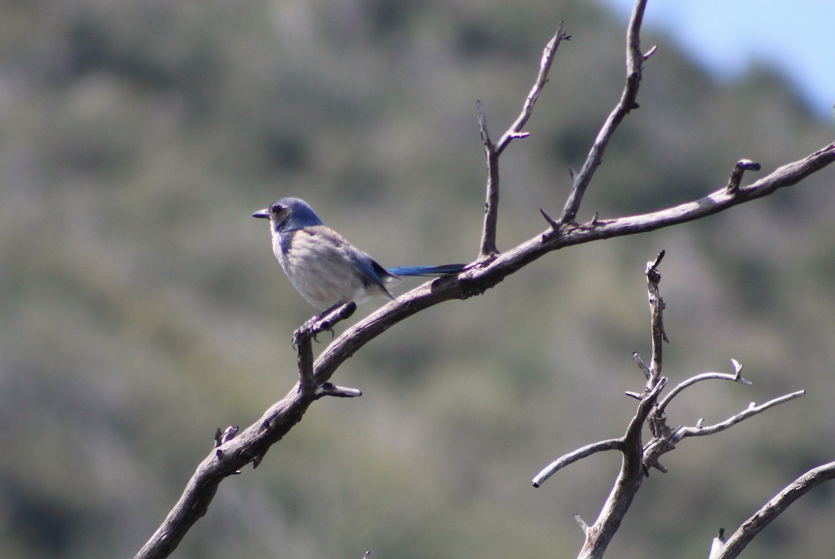 California Scrub-Jay - ML560293571