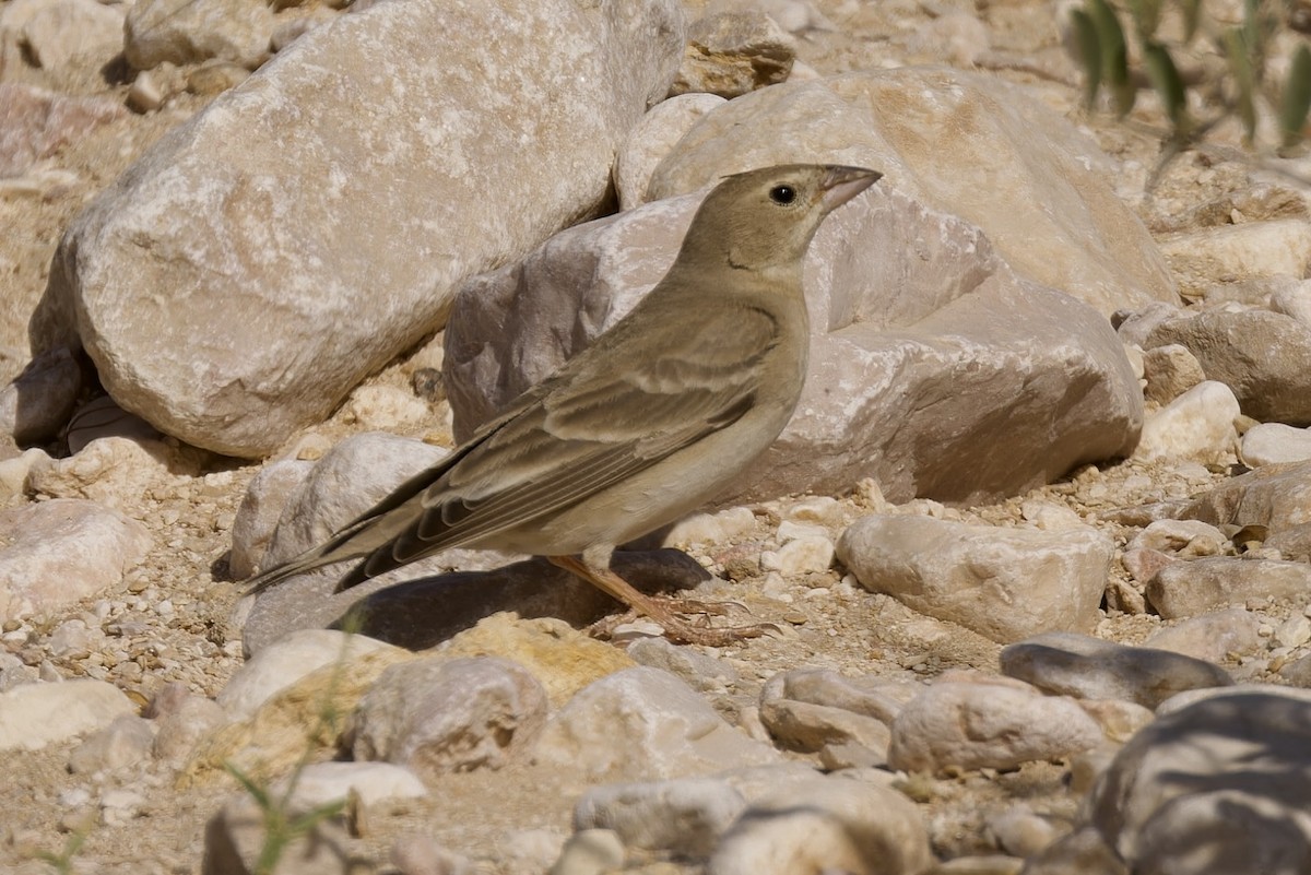 Pale Rockfinch - ML560293641