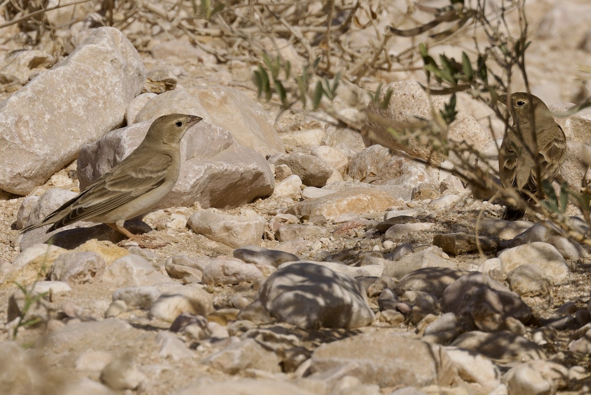 Pale Rockfinch - ML560293671