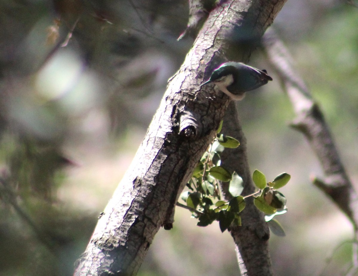White-breasted Nuthatch - ML560293681