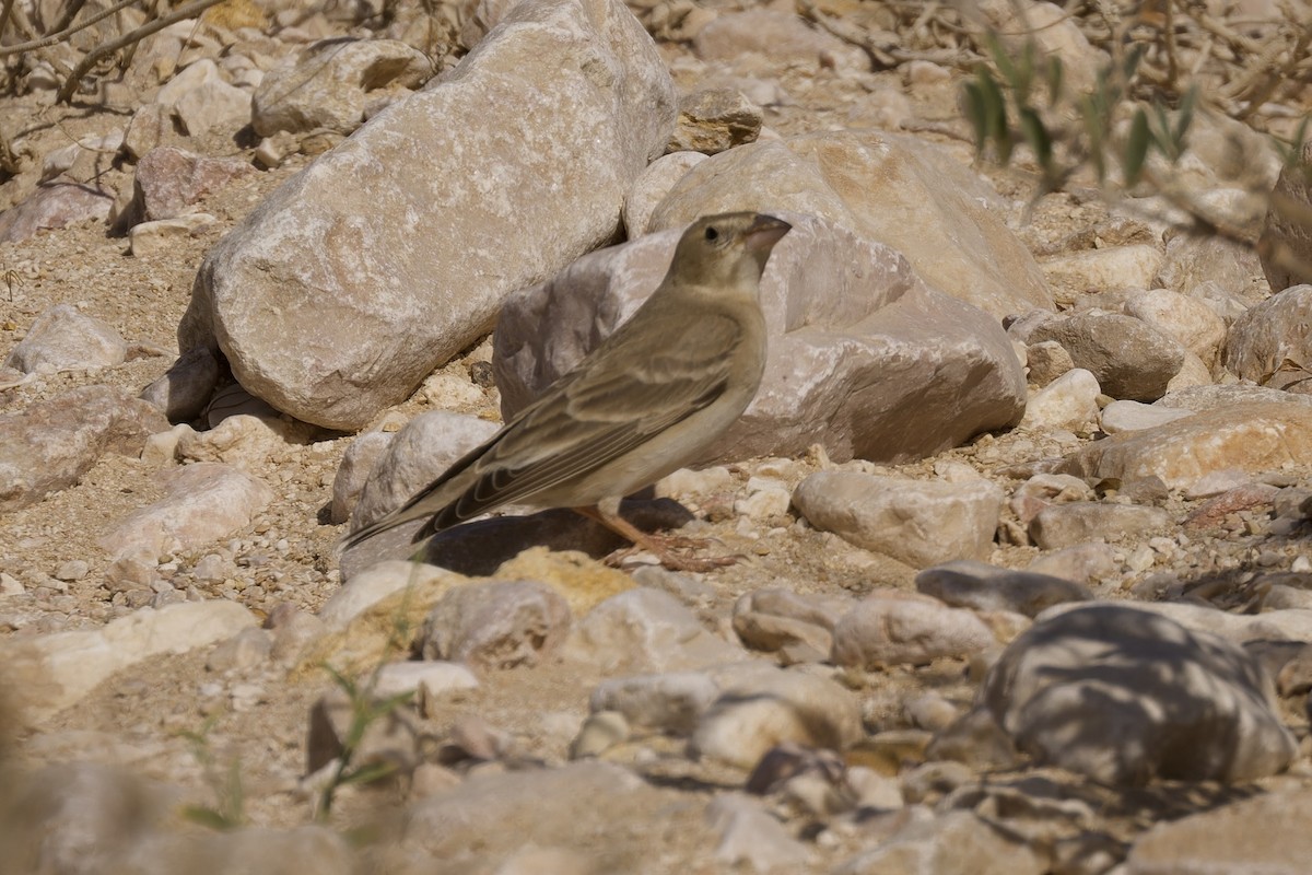 Pale Rockfinch - ML560293711