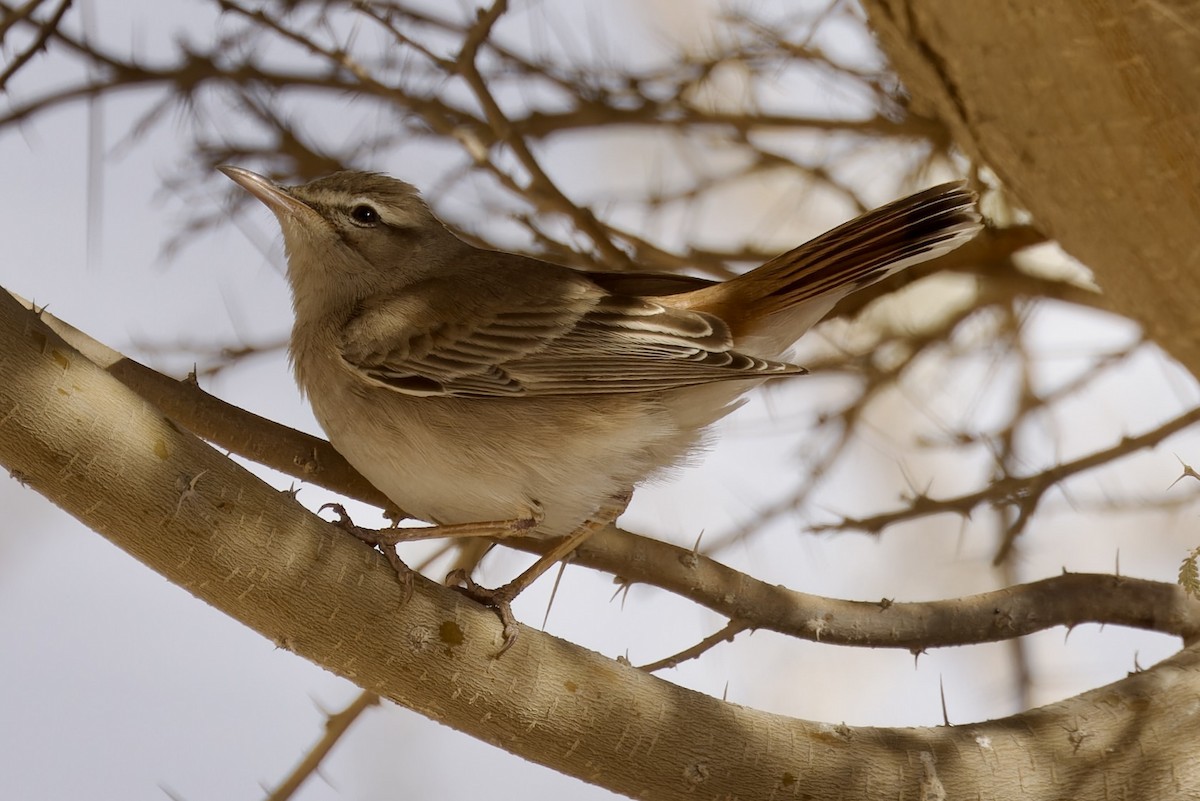 Rufous-tailed Scrub-Robin - ML560293721