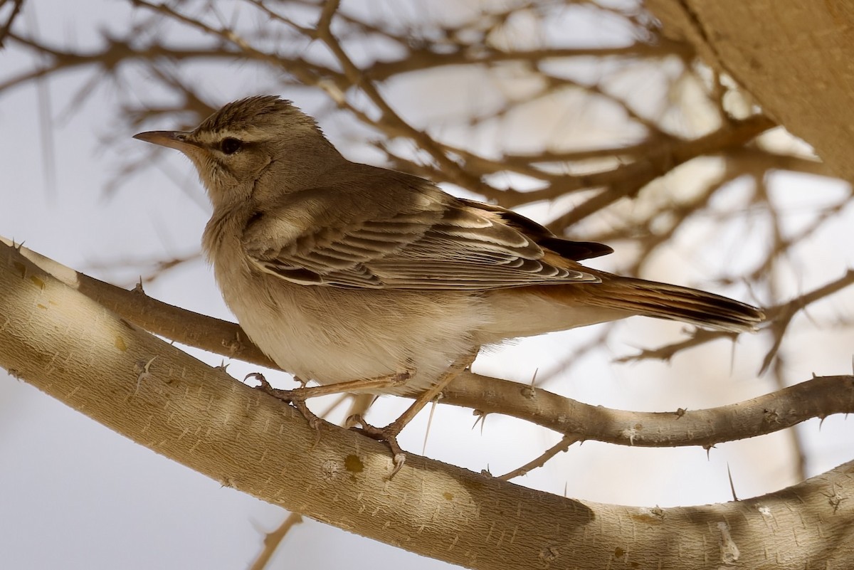 Rufous-tailed Scrub-Robin - ML560293761