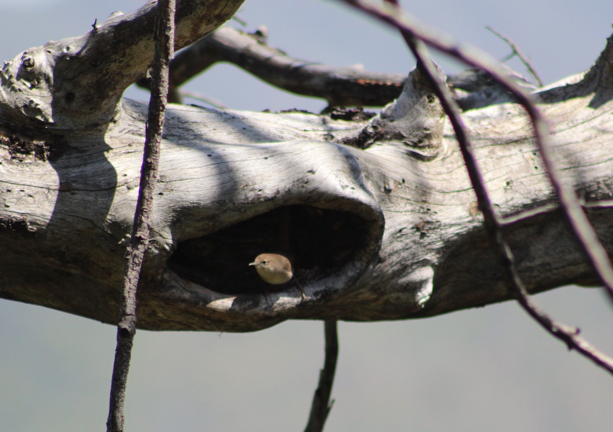 House Wren - ML560293791